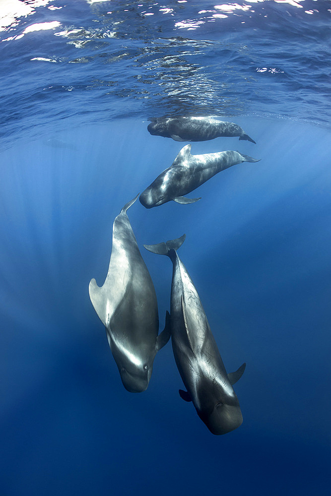 A group of Gray's pilot whales (Globicephala macrorhynchus) swims in the waters of Tenerife, Spain