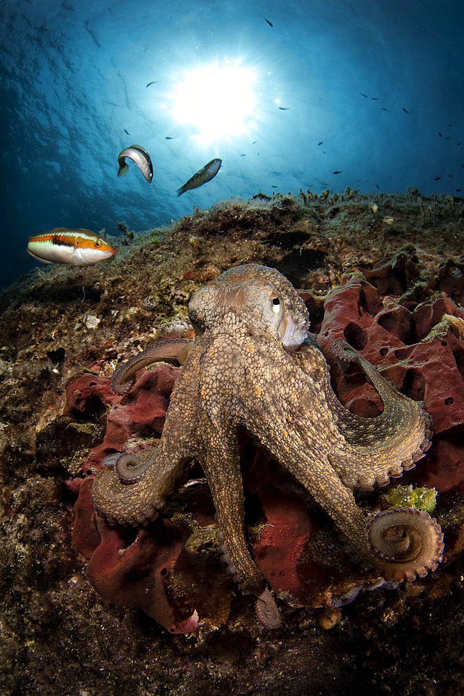 Portrait of Mediterranean common octopus (Octopus vulgaris) on a sponge.