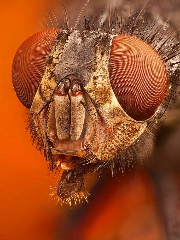 Calliphora vicina  or blue bottle fly; with its very  characteristic bright orange cheeks