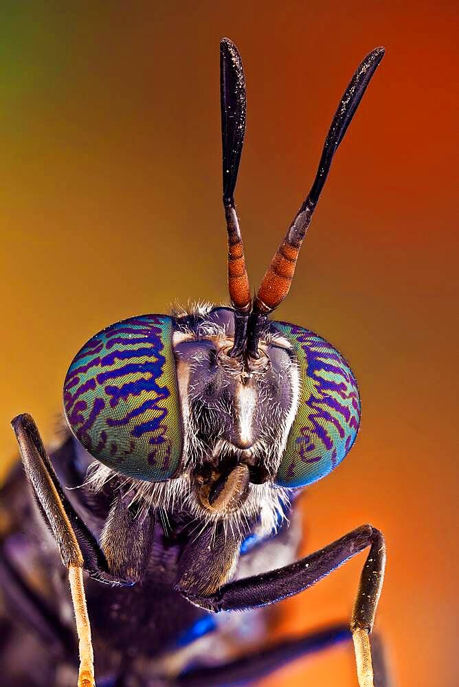 A common and widespread fly of the family Stratiomyidae, and quite possibly the best-known species in the entire infraorder. The larvae are used in manure management, for both house fly control and reduction in manure volume, and the mature larvae and prepupae raised in manure management operations are themselves useful as feed supplements