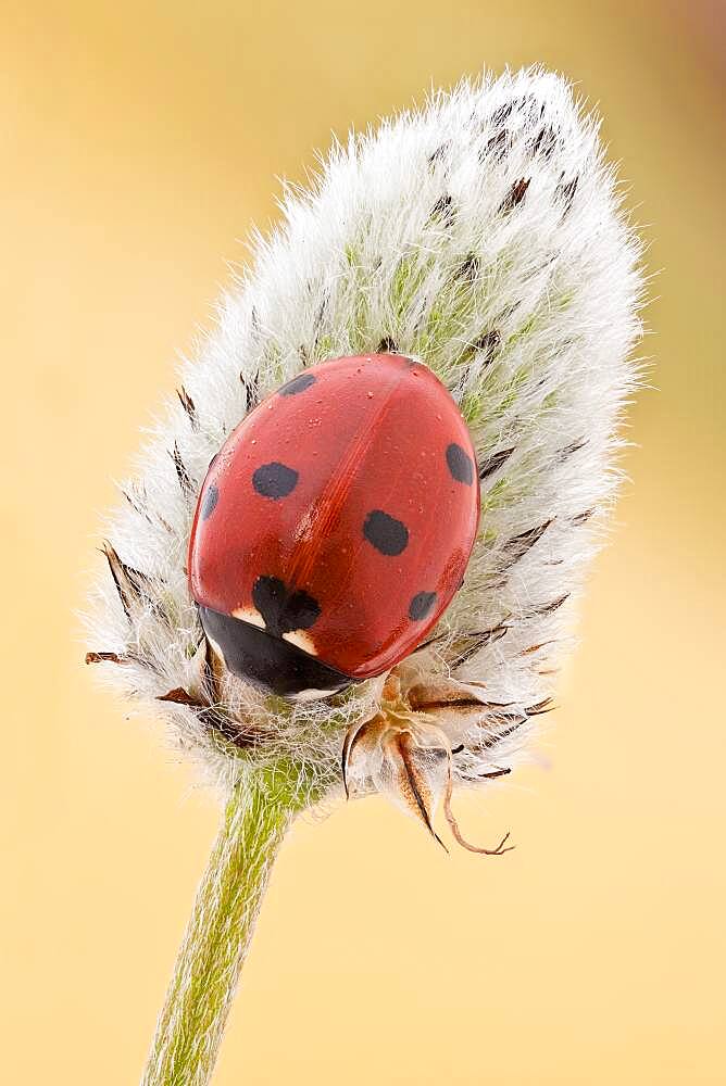 This is the most common ladybird in Europe, introduced in many countries as pests control agents as they are voracious predators of aphids