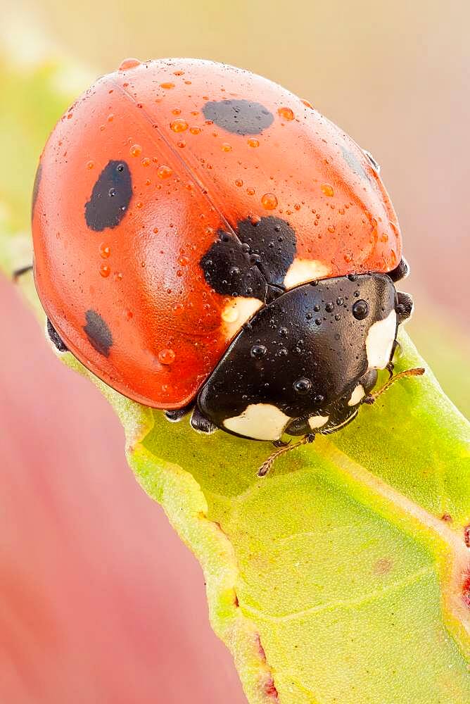 This is the most common ladybird in Europe, introduced in many countries as pests control agents as they are voracious predators of aphids