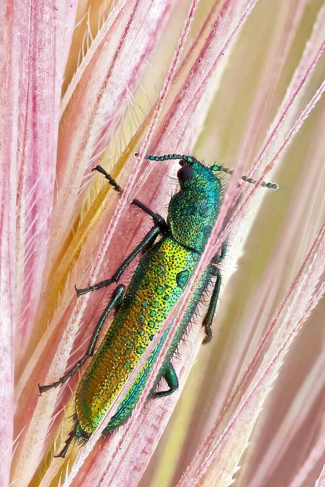 Psilothrix is a genus of soft-winged flower beetles; they are very shy and will throw themselves to the ground if they feel any danger. The colour of this beautiful insect is brilliant metallic blue-green.