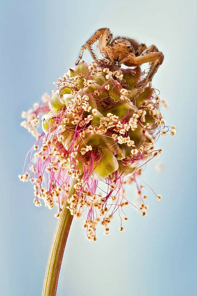 Most crab spiders are specialiced in ambush hunting in flowers.