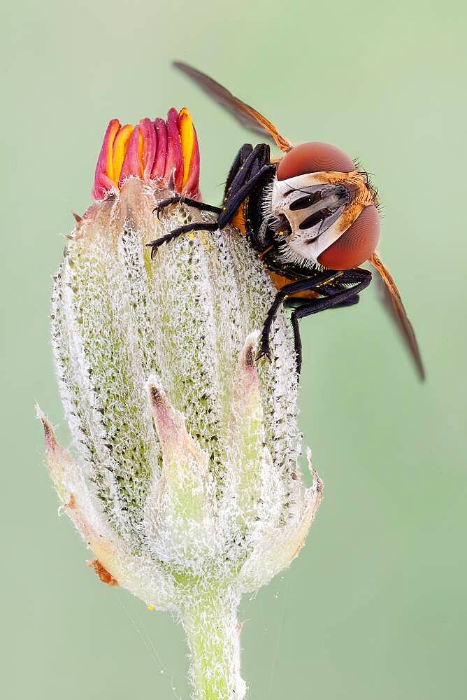 The Tachinidae are a large and variable family of true flies within the insect order Diptera, with more than 8,200 known species and many more to be discovered. Most are protelean parasitoids, or occasionally parasites, of arthropods.