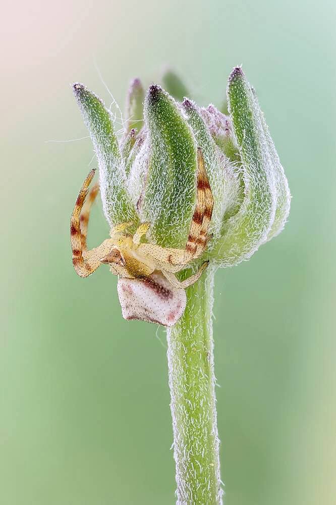 Crab spiders do not build webs to trap prey, though all of them produce silk for drop lines and sundry reproductive purposes; some are wandering hunters and the most widely known are ambush predators.