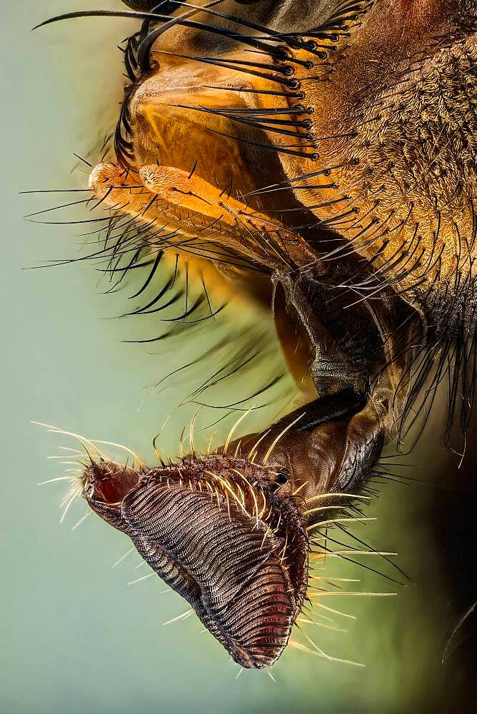 The sponging mouthparts consist of a fleshy, elbowed labium, at the distal end of which are large, sponge-like organs called the labella (singular, labellum). The labella is a complex structure consisting of many grooves, called pseudotrachea, which sops up liquids much like a sponge does.