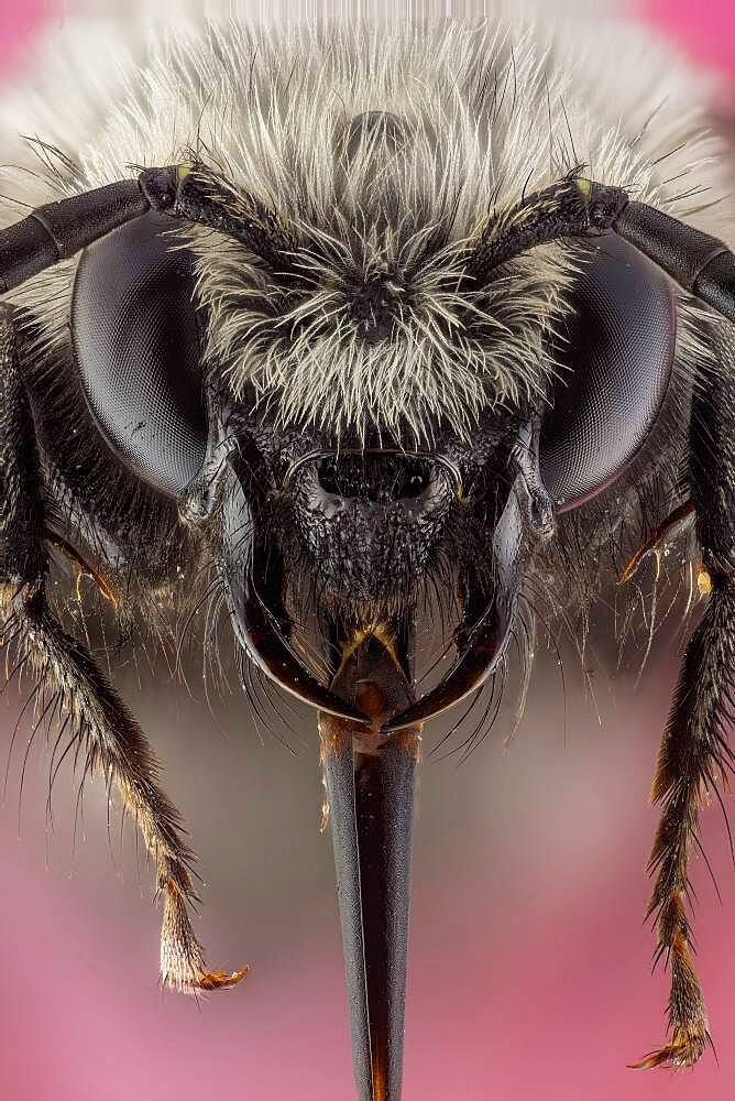 Bees are flying insects closely related to wasps and ants, known for their role in pollination and, in the case of the best-known bee species, the European honey bee, for producing honey and beeswax.