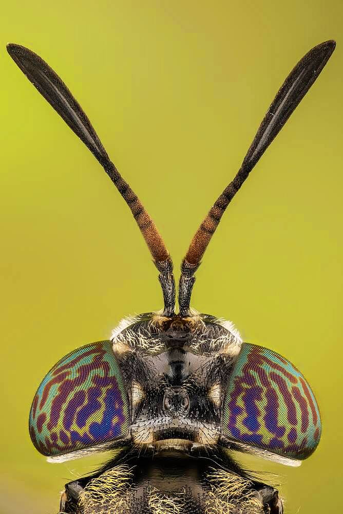 Black soldier flies are common and widespread fly of the family Stratiomyidae. Neither the larvae nor adults are considered pests or vectors. Instead, black soldier fly larvae play a similar role to that of redworms as essential decomposers in breaking down organic substrates and returning nutrients to the soil/environment.