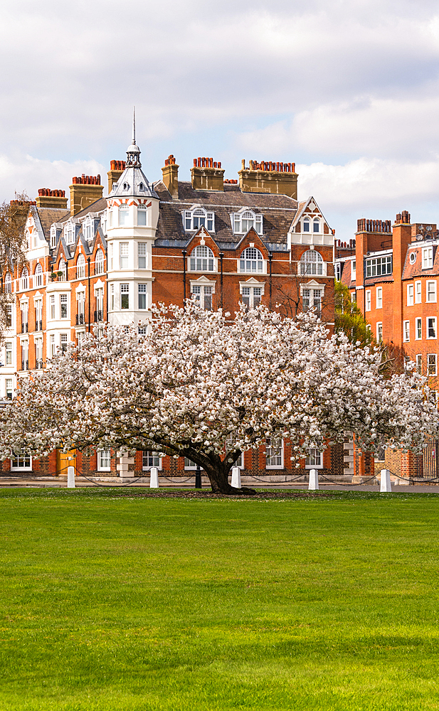 The flowering apple tree in Chelsea, London, England, United Kingdom, Europe