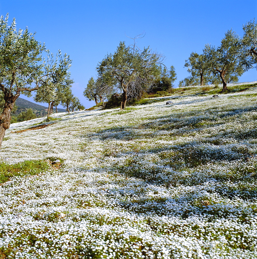 Olives groves and wild flowers, Greece, Europe