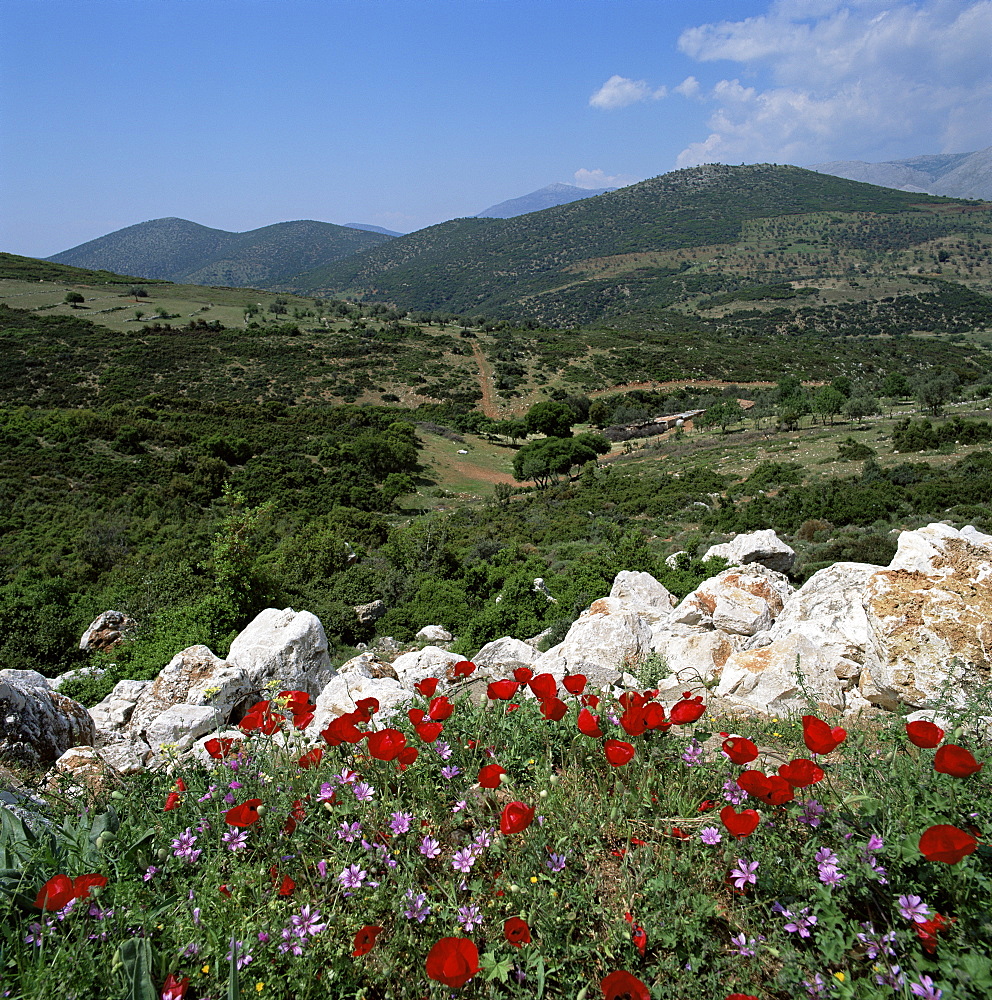 Flowers and landscape, Greece, Europe