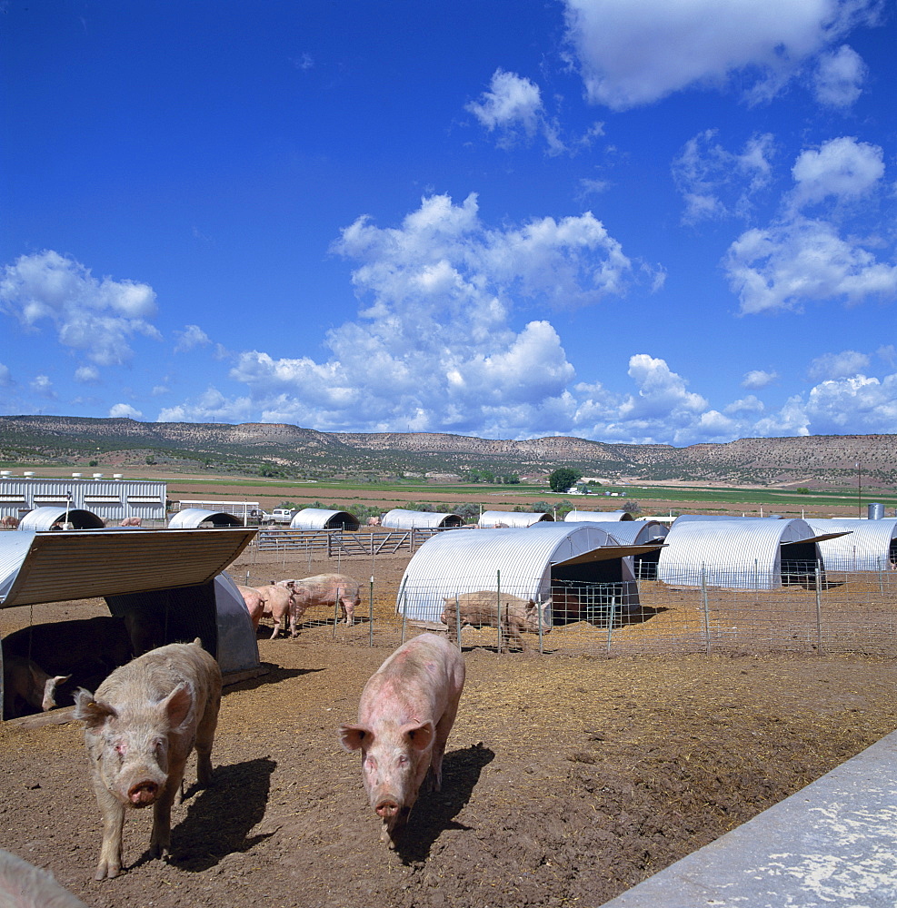 Pigs and metal styes on a pig farm in Colorado, United States of America, North America