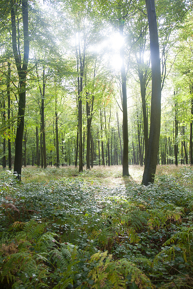 Beech trees in early autumn, Savernake Forest, near Marlborough, Wiltshire, England, United Kingdom, Europe