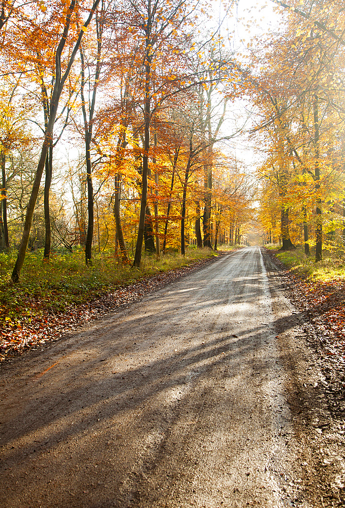 Orange brown beech tree with autumn leaves, Savernake Forest, Wiltshire, England, United Kingdom, Europe