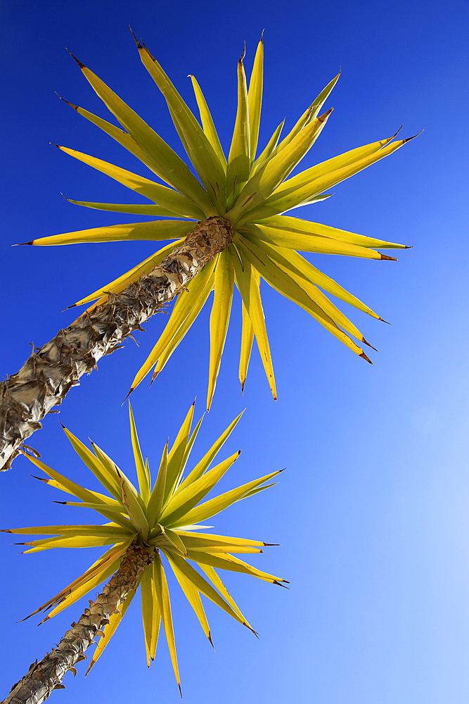 Yucca aloifolia (Spanish bayonet), garden plant against blue sky Cabo de Gata natural park, Almeria, Andalusia, Spain, Europe