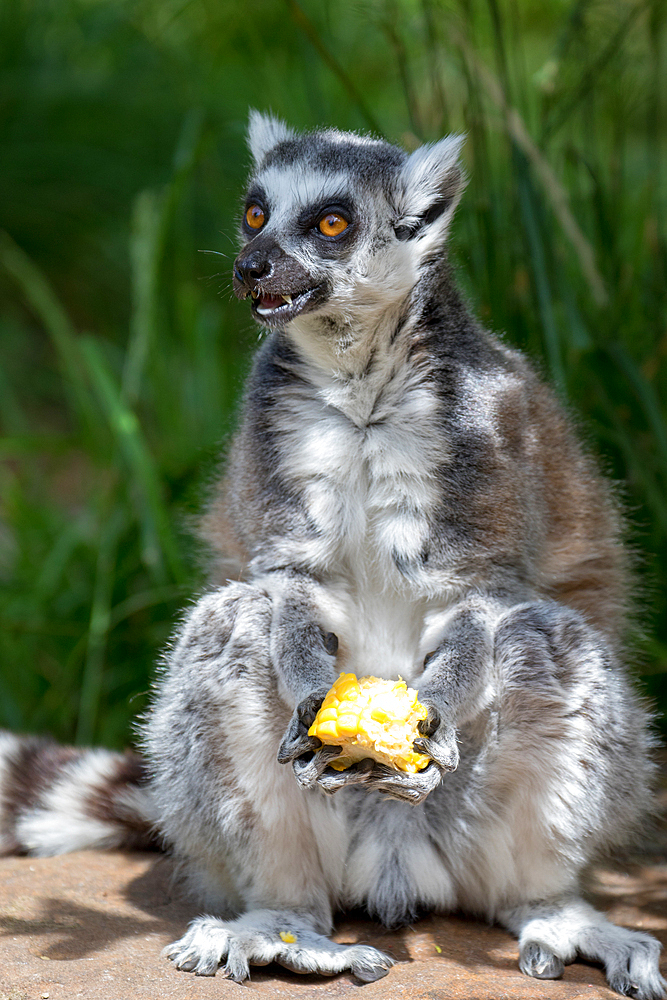 Ring-tailed lemur sitting and eating fruit outdoors at London Zoo, London, England, United Kingdom, Europe