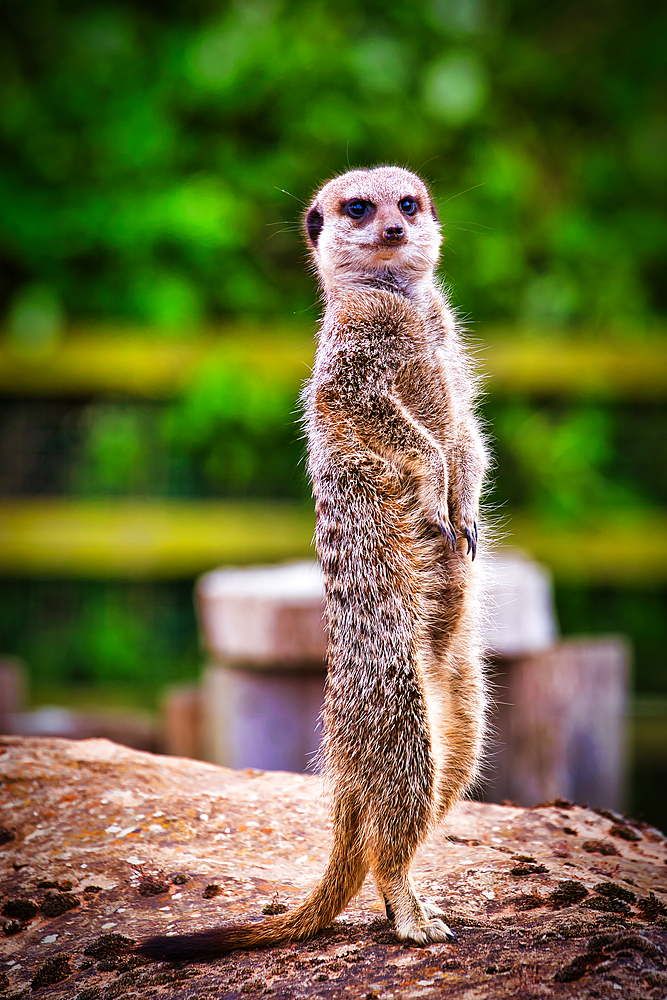 A meerkat standing upright on a rock with a blurred green background.