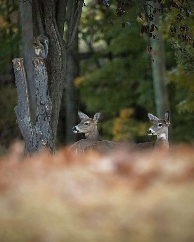 Two young White-tailed Deer are seen in the woods during autumn. A squirrel, blurry in the background, sits on a cut tree limb. The photograph was taken from ground level showing the leaves in the foreground.