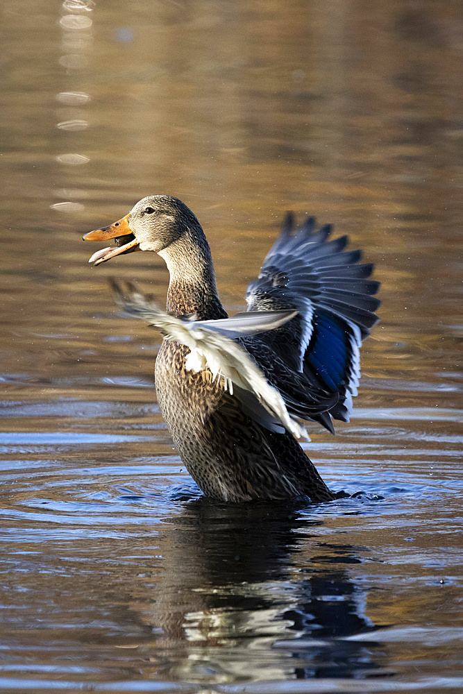 A female Mallard duck, or hen, stretches her wings on a pond during autumn. She has an acorn in her mouth that she is about to swallow.