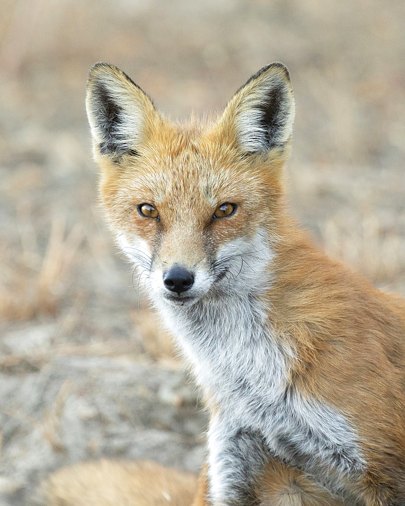 A Red Fox sits on the sandy soil at Sandy Hook, part of the Gateway National Recreation Area, a United States National Park. He stares directly at the camera. Sandy Hook is a barrier peninsula on the Atlantic Ocean.