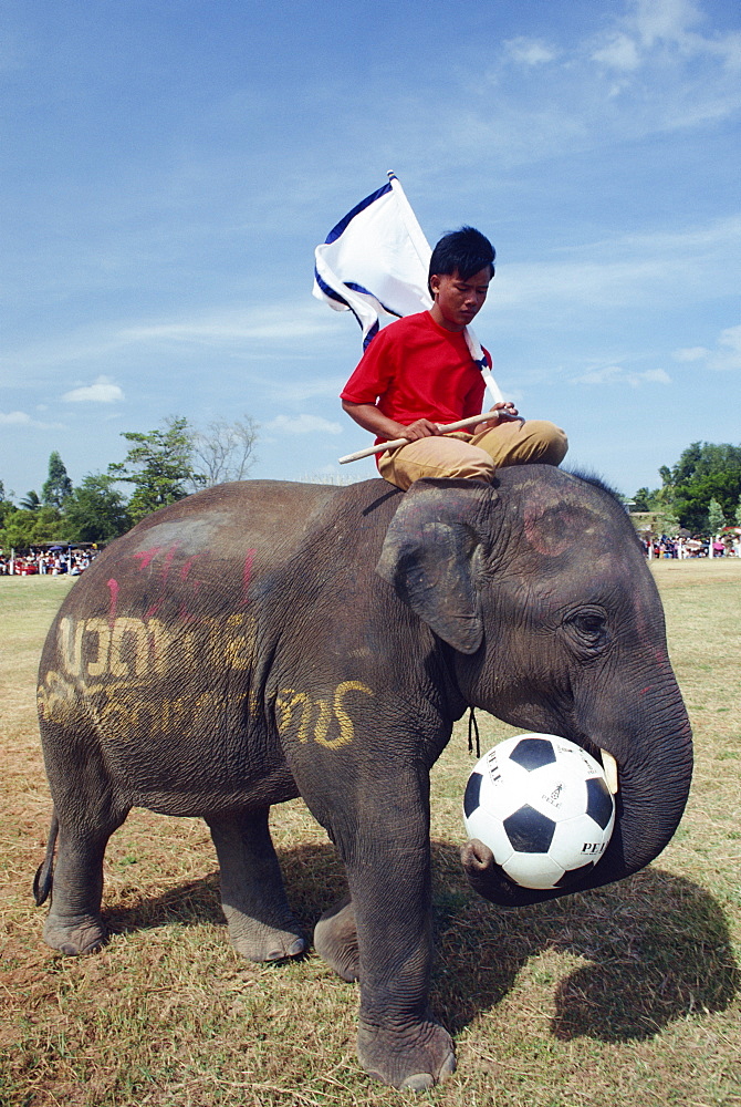 Elephant playing football during the November Elephant Round-up Festival at Surin City, Thailand, Southeast Asia, Asia