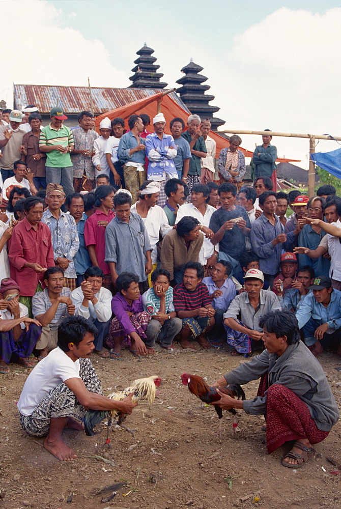 Illegal gambling, cock fighting, Bali, Indonesia, Southeast Asia, Asia