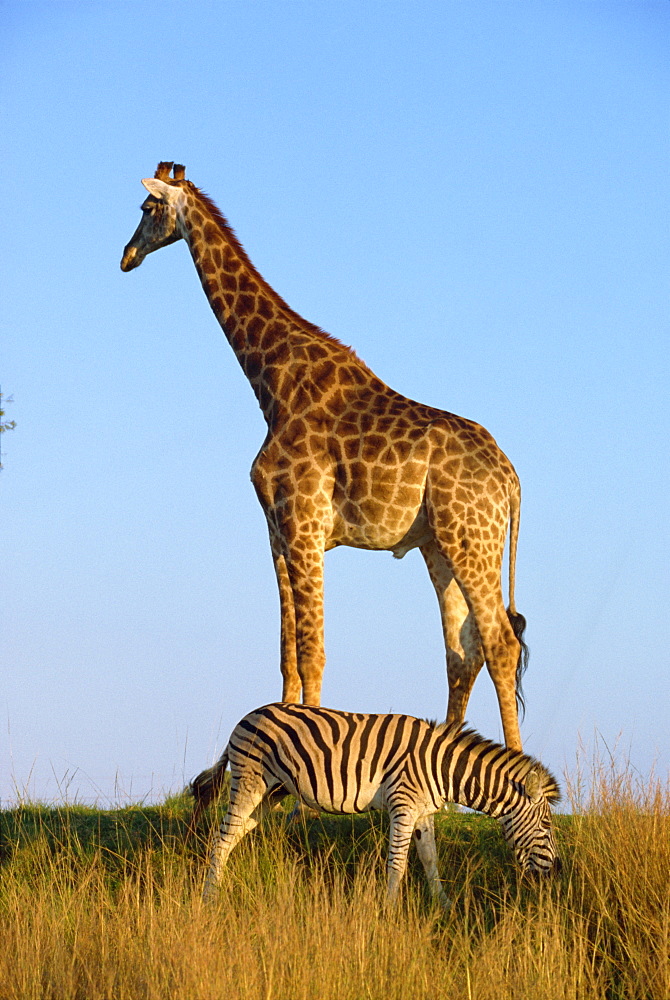 Zebra and giraffe, Kruger National Park, South Africa, Africa