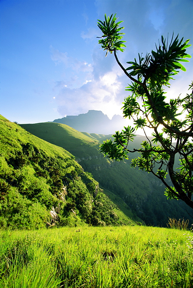 Champagne Castle Valley, Cathkin Peak, 3187m, South Africa, Africa