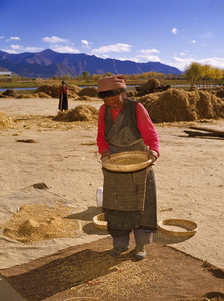 Woman winnowing wheat, Lhasa, Tibet, China, Asia