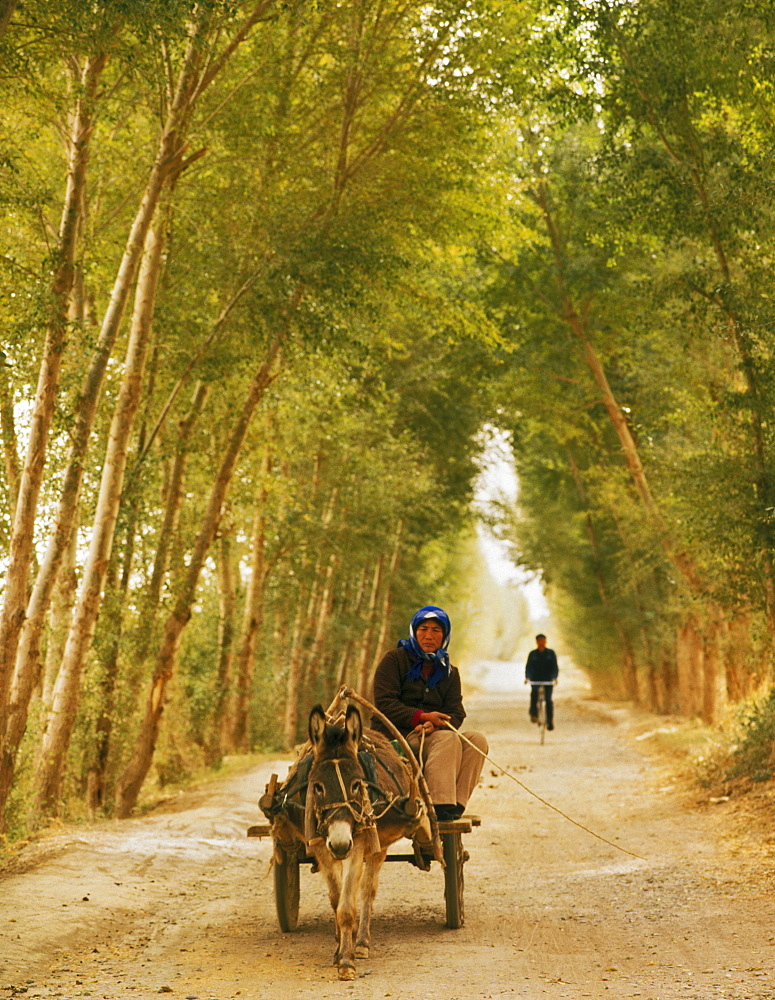 Woman riding donkey cart on a tree-lined road, with bicycle in distance, Dunhuang, Qinghai Province, China, Asia