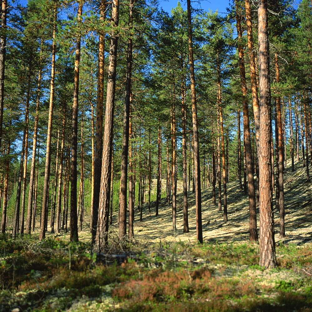 Woodland near Lillehammer, Norway, Scandinavia, Europe