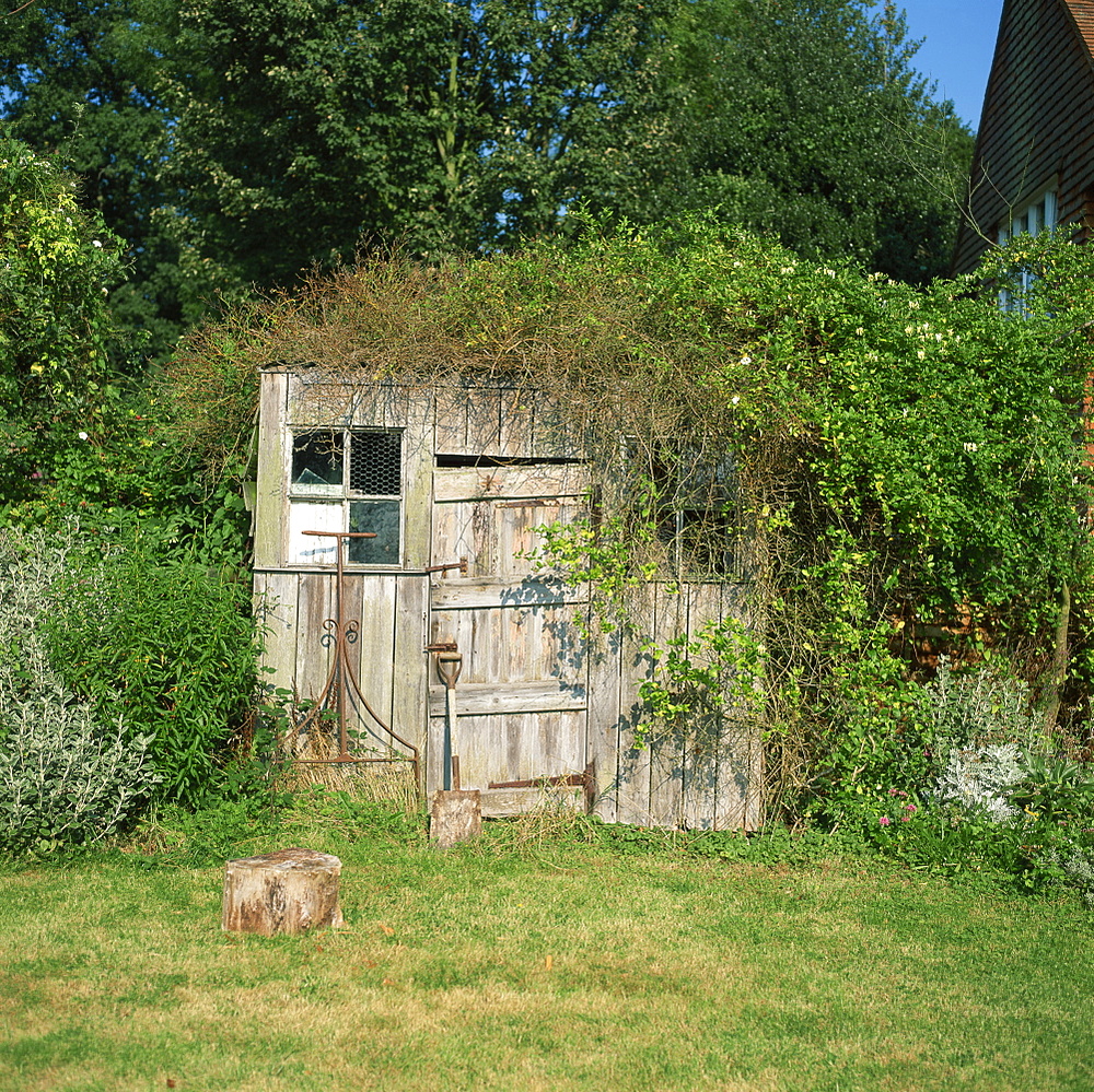 Overgrown garden shed