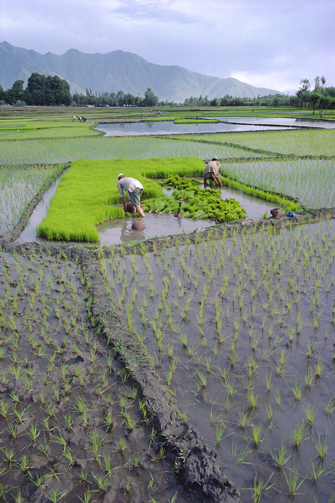 Paddy Fields, farmers planting rice, Kashmir, India