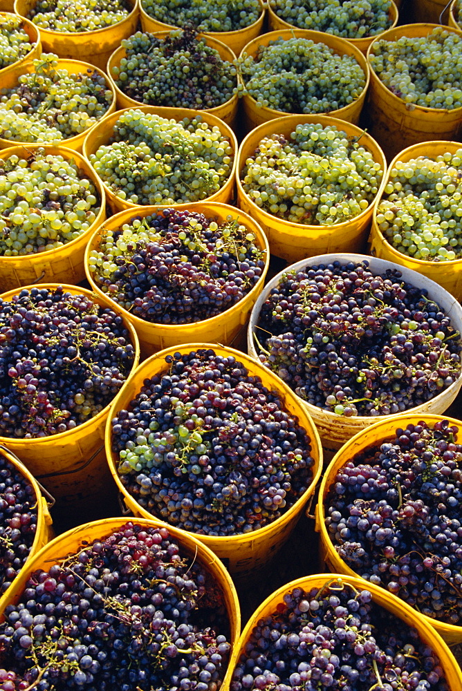 Picked grapes in a vineyard, Pisa, Tuscany, Italy, Europe