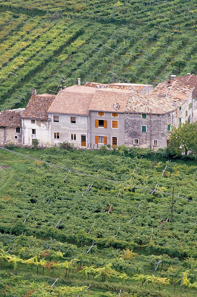 Vineyards near Fumane in the centre of the Valpolicella Classico zone, Fumane, Veneto, Italy, Europe