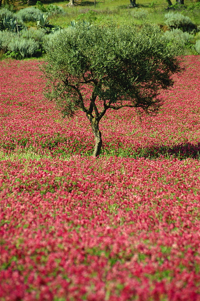 Wild clover flowers in an olive grove at Misilmeri, on the island of Sicily, Italy, Europe