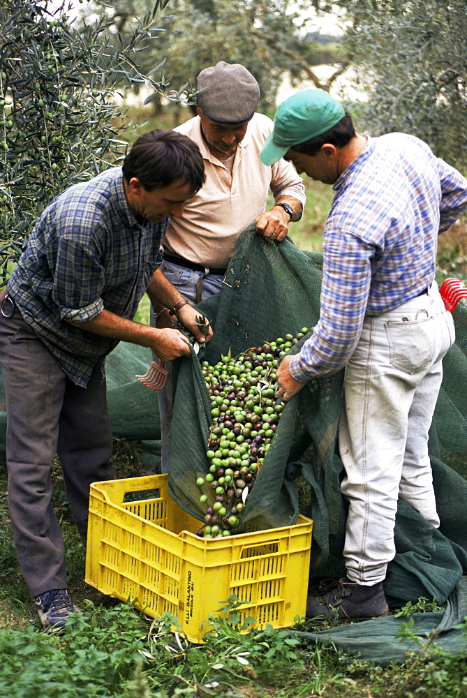 Gathering olives for fine extra-virgin oil, Frantoio Galantino, Bisceglie, Puglia, Italy, Europe