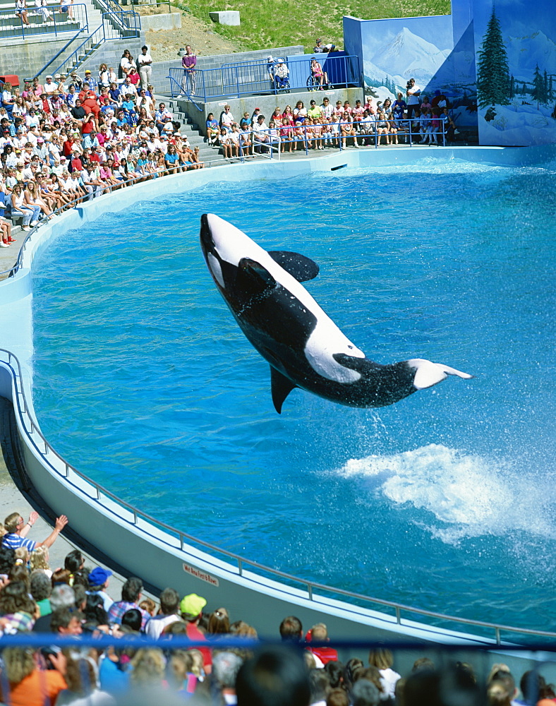 Performing killer whale, Marine World Africa USA, California, United States of America, North America