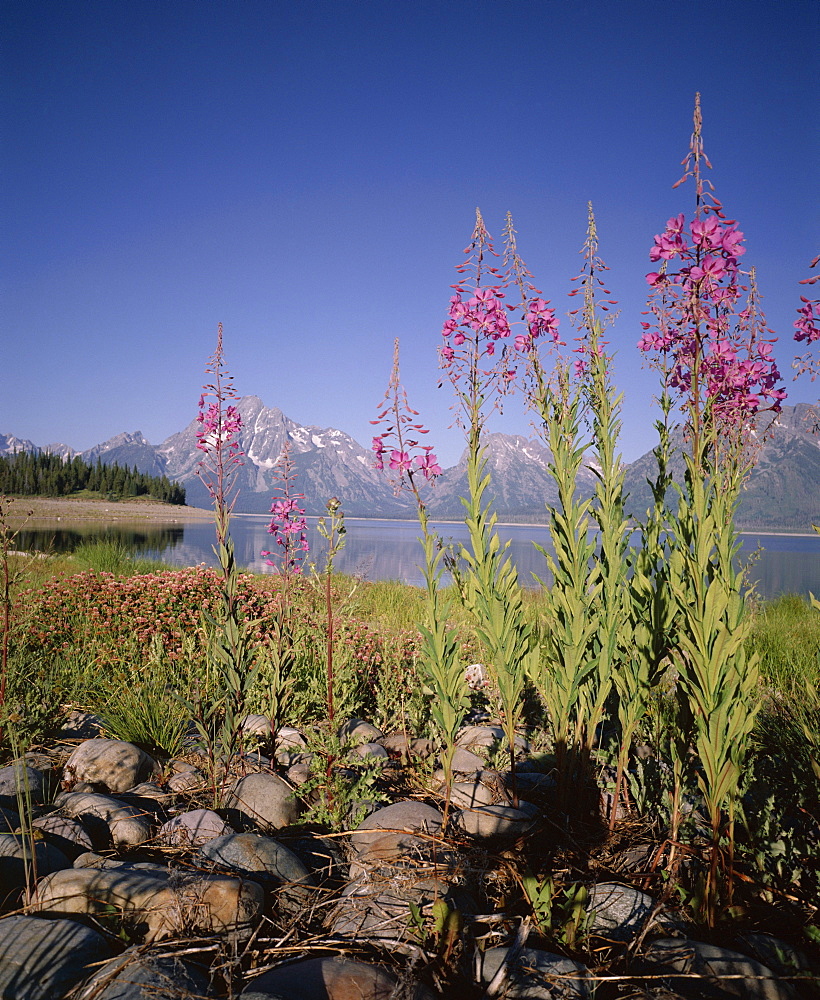 Wild flowers, Jackson Lake, Grand Teton National Park, Wyoming, United States of America (USA), North America