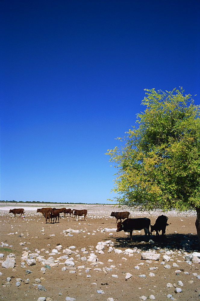 Cattle farm on edge of Kalahari Desert, Botswana, Africa