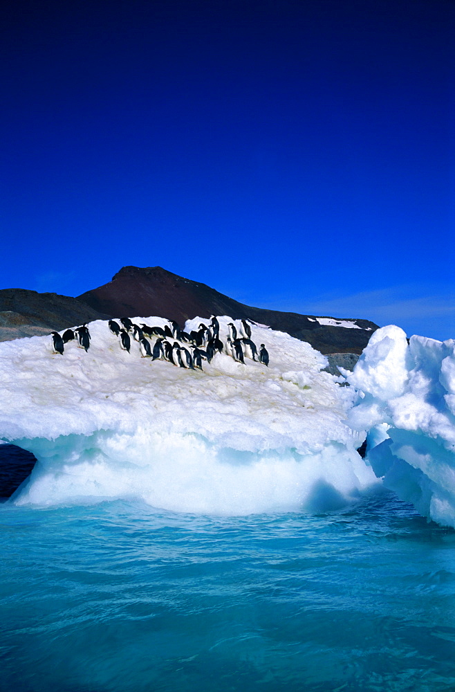 Iceberg and Adelie penguins, Antarctica, Polar Regions