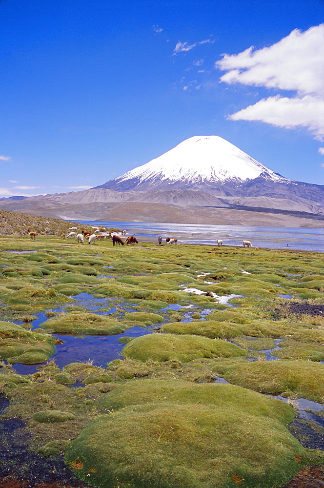 Chile, Andes, Lauca National Park, Lake Chungara And Volcan Parinacota, 6300m 