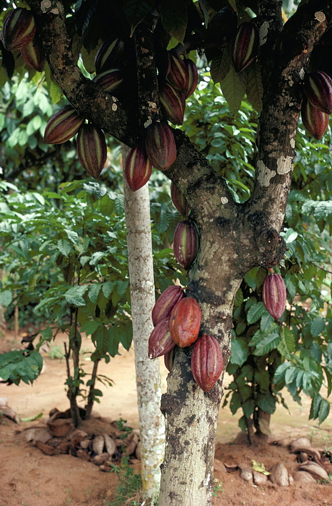 Cocoa pods on tree, Sri Lanka, Asia