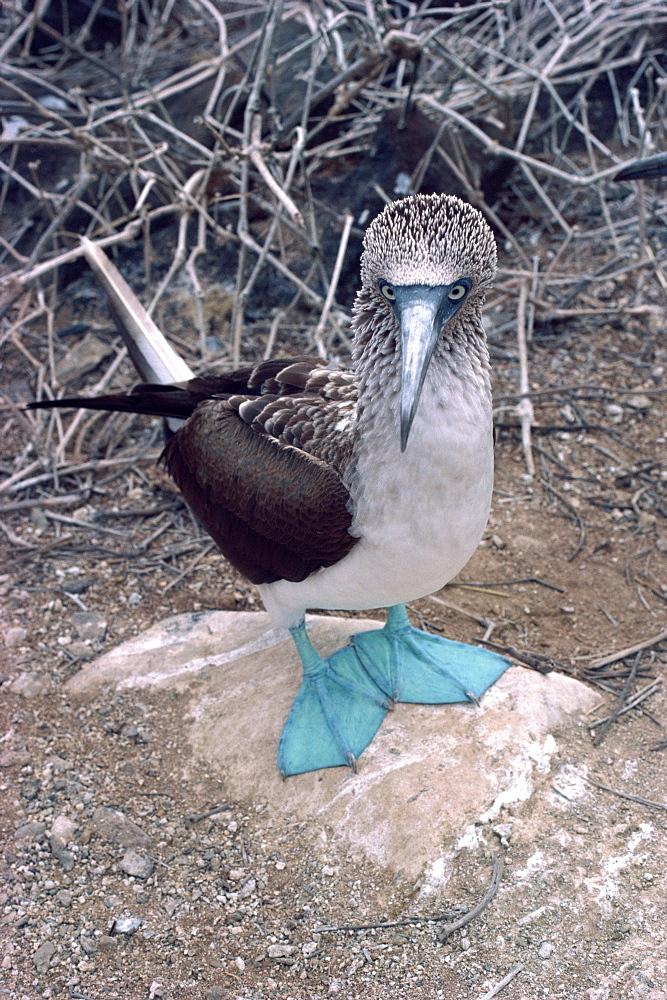 Blue footed booby, Galapagos Islands, Ecuador, South America