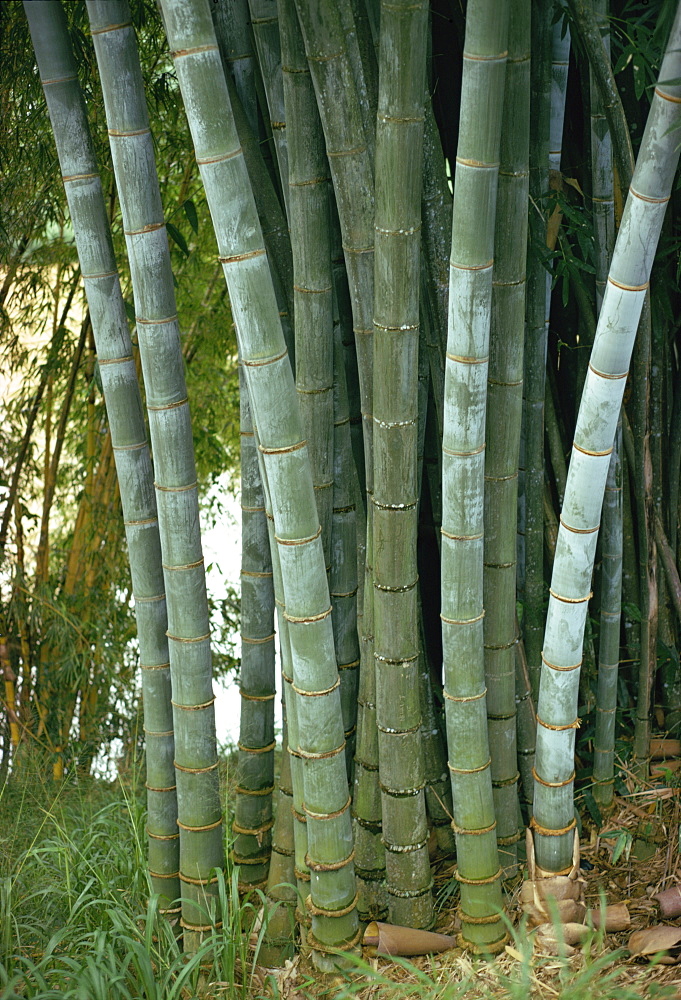 Bamboo stems in the Peradeniya Botanical Gardens in Kandy, Sri Lanka, Asia