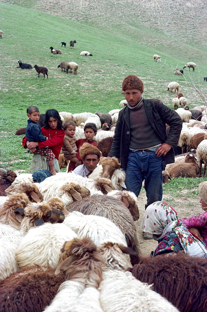 Turkoman shepherd and family with herd of sheep, Iran, Middle East