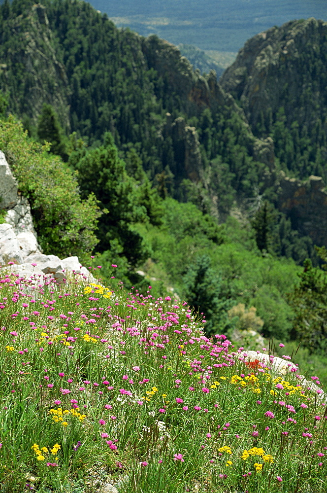 Wild flowers on the Sandia Crest, near Albuquerque, New Mexico, United States of America, North America