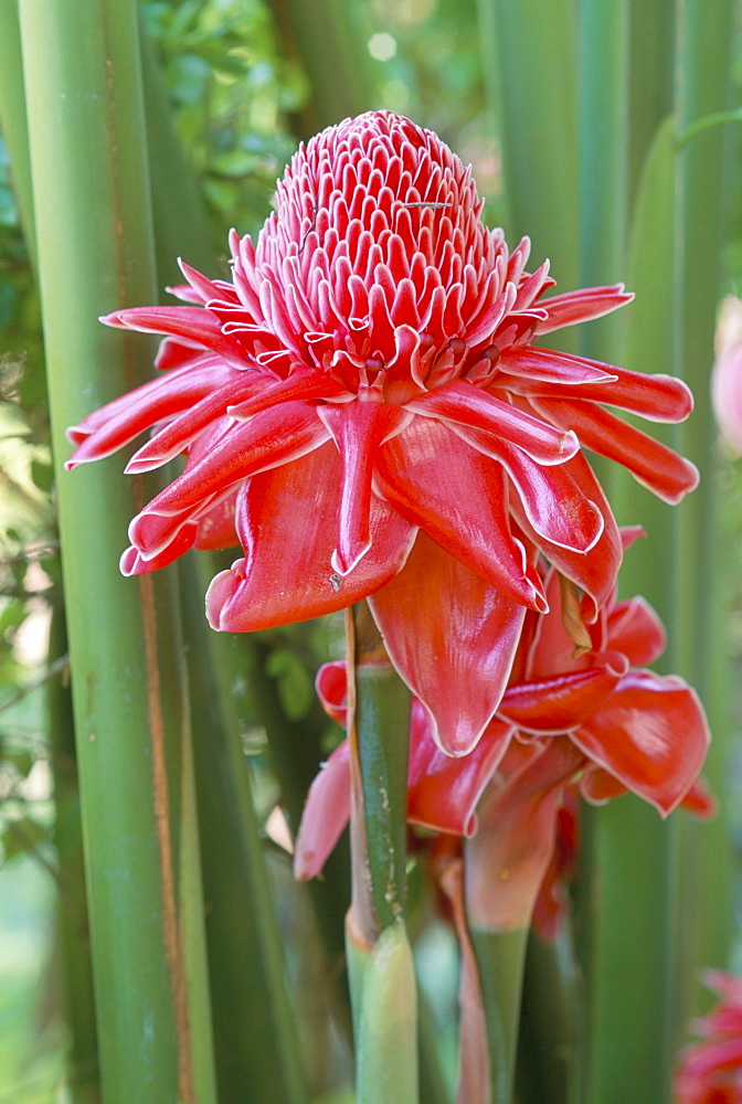 Torch ginger (Nicolaia elatior), a tropical plant