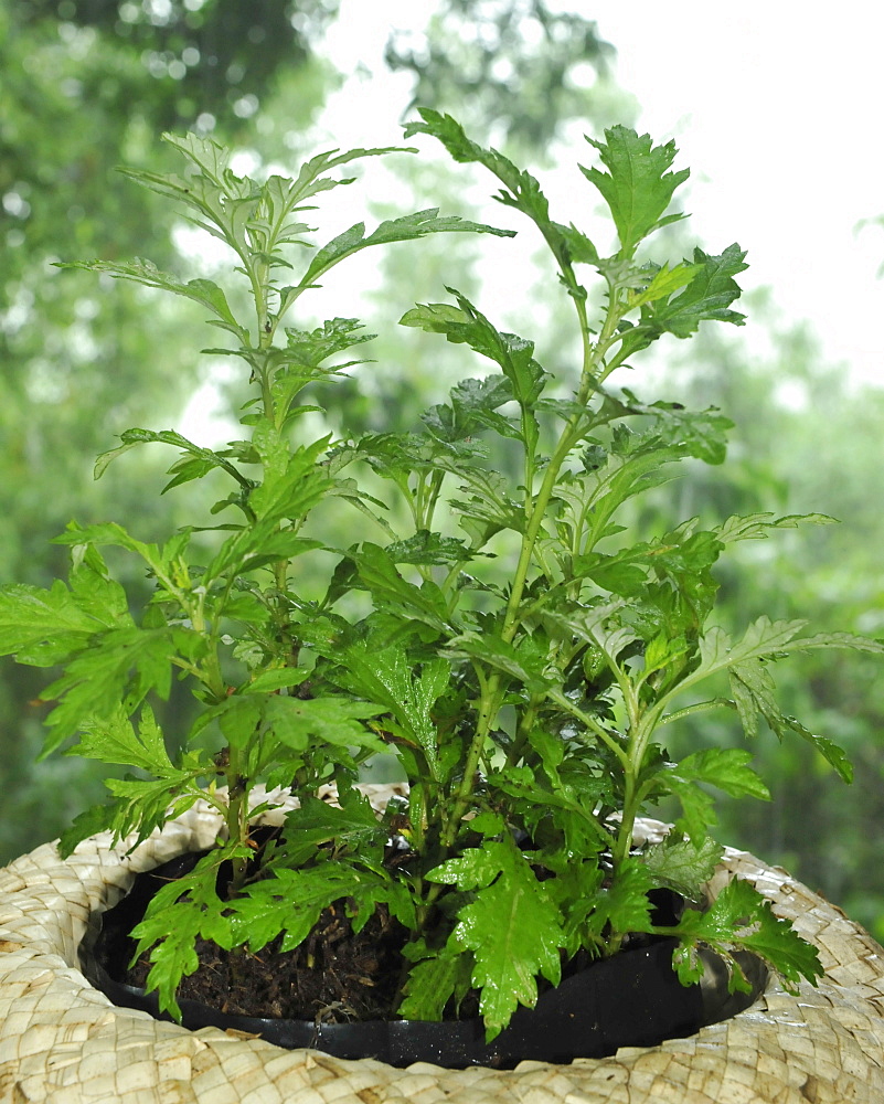 Damong maria (Tagalog), Artemisia vulgaris Linn (Maidenwort) (Chinese honeysuckle) (Mugwort), used for deworming, abdominal colic, asthma, dyspepsia, herpes, as a poultice for headaches and skin diseases, and an appetite stimulant